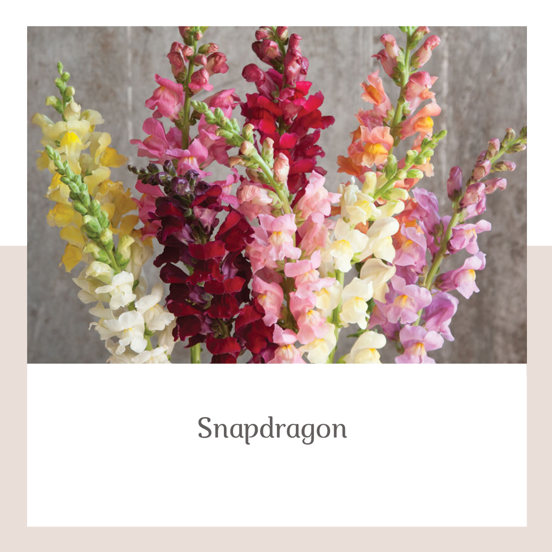 2026 Spring Cutting Garden