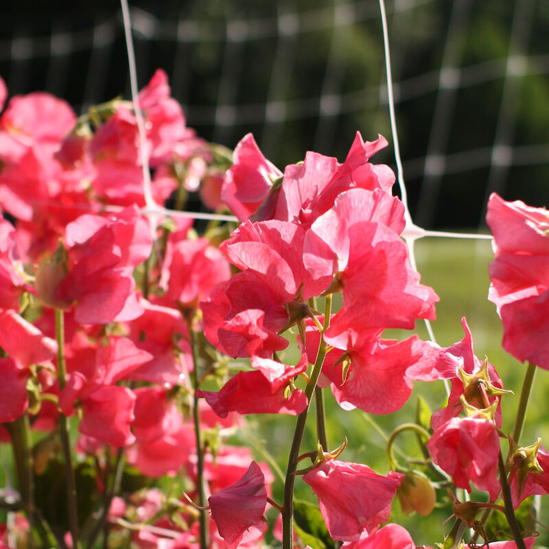 Pre- Sale Sweet Pea Plant (Pick-Up Only)