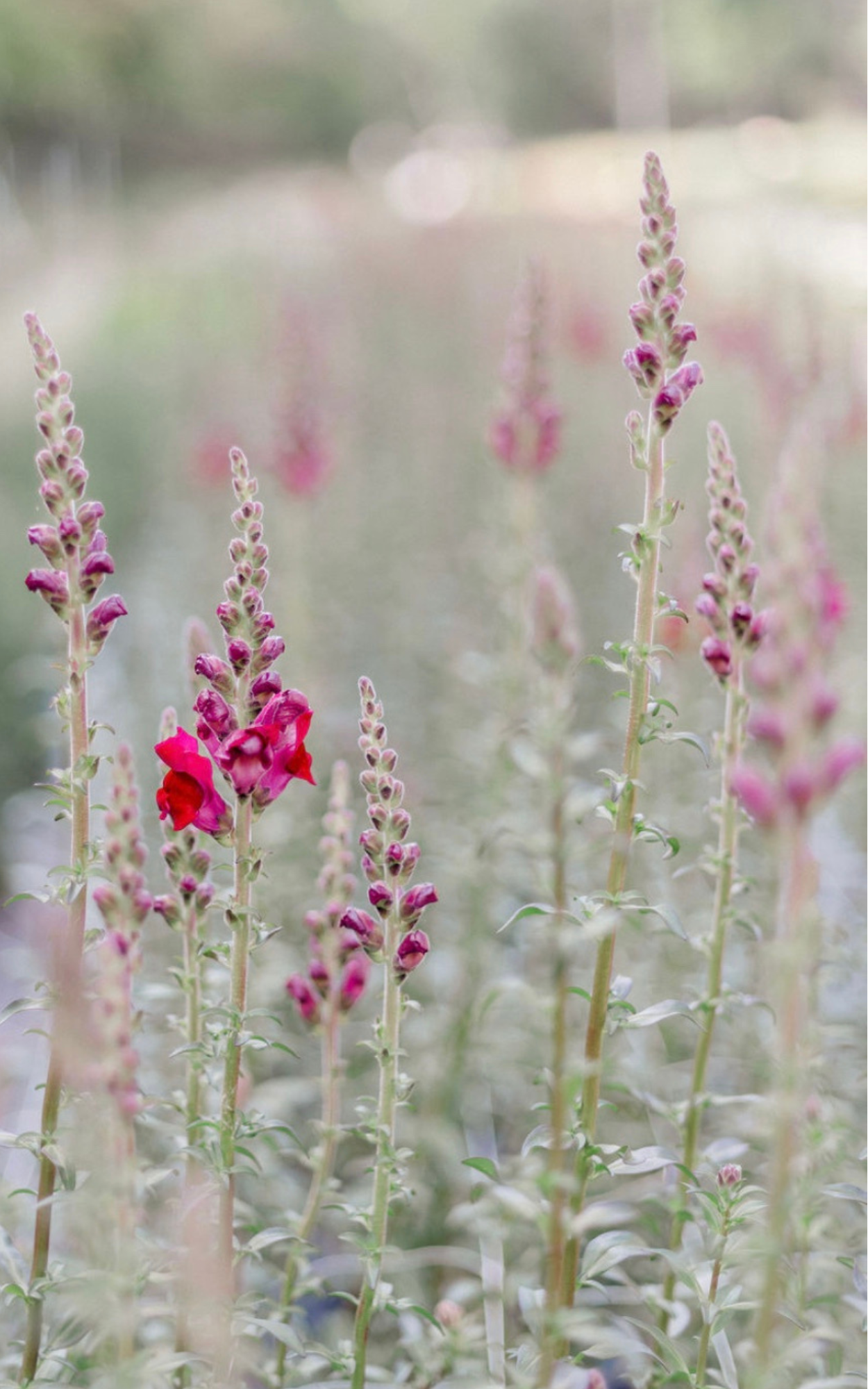 Posie Fields, #posiefields, #slowflowersmovement, #localflowers