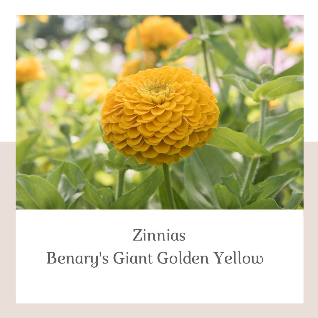 2026 Spring Cutting Garden