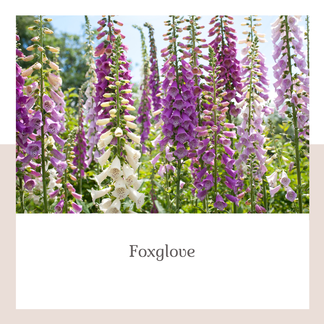 Grow Your Own Spring Cutting Garden Fall-Planted for Spring 2027 Blooms