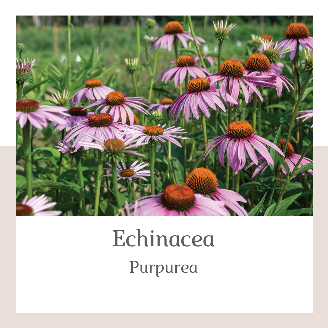 Grow Your Own Spring Cutting Garden Fall-Planted for Spring 2027 Blooms