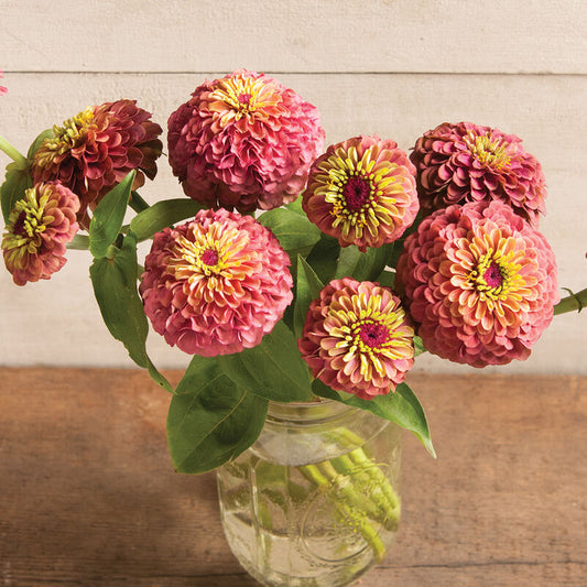 Zinnia Queeny "Red Lime"