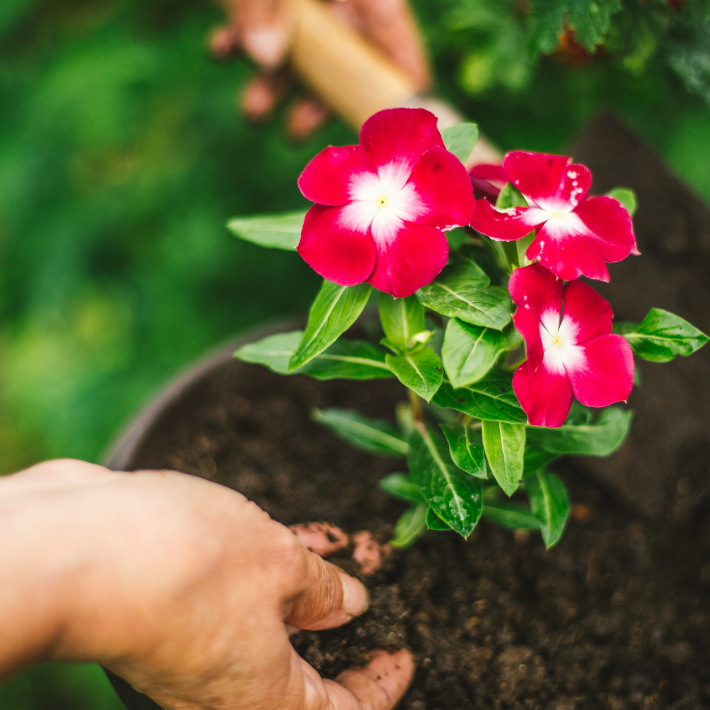 1 - DIY Grow Your Own Cutting Garden