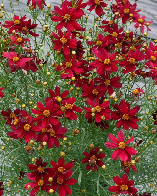 Coreopsis ‘Red Satin'