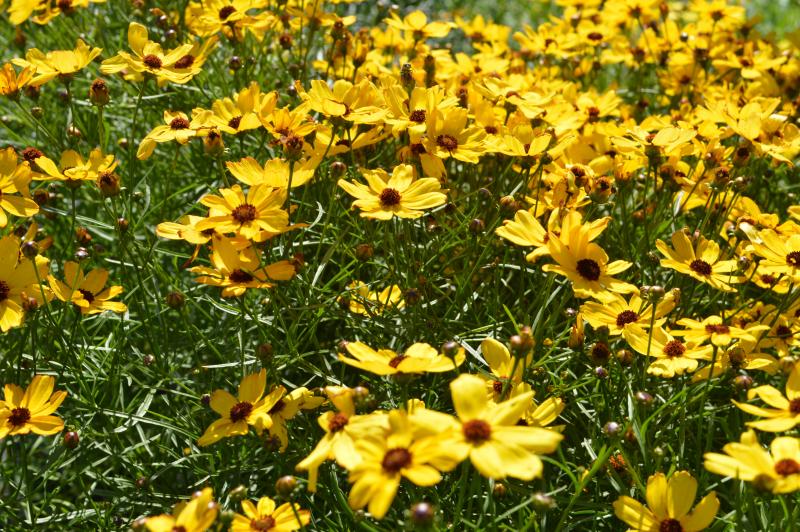 Coreopsis "Butter Rum"