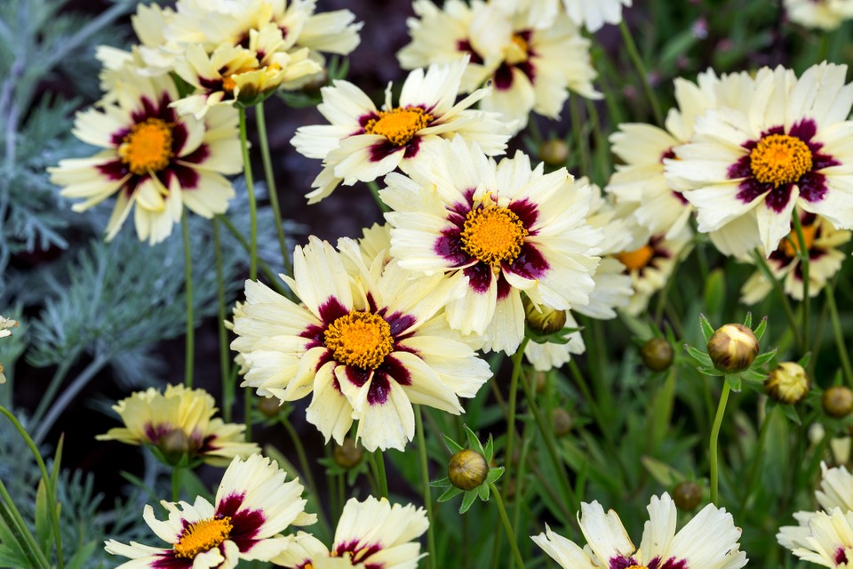 Coreopsis "Cream & Red"